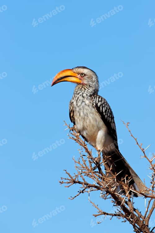 Preview: Yellow-billed hornbill perched in a tree
