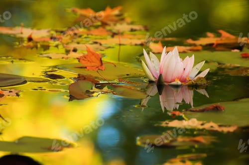 Preview: Picturesque leaves of water lilies and colorful maple leaves on water in pond, autumn season