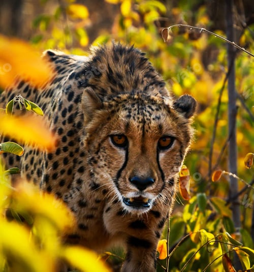 Preview: A Beautiful Zambia Wildlife Place in the World in Picture