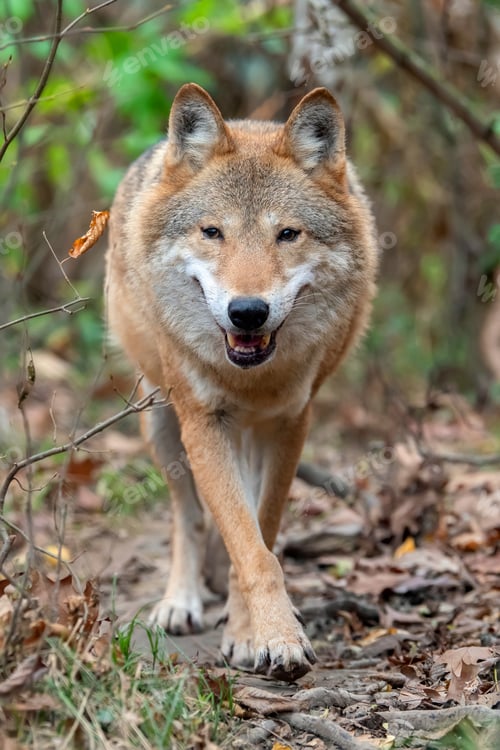 Preview: Wolf in autumn forest