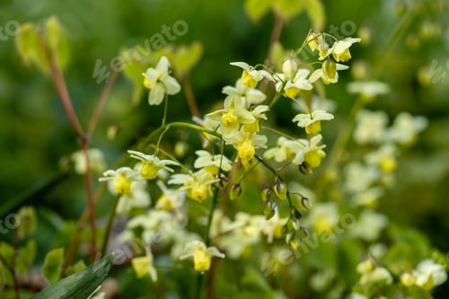 Preview: Epimedium Fukujuji close up flowered yellow blossoms in the garden in spring.