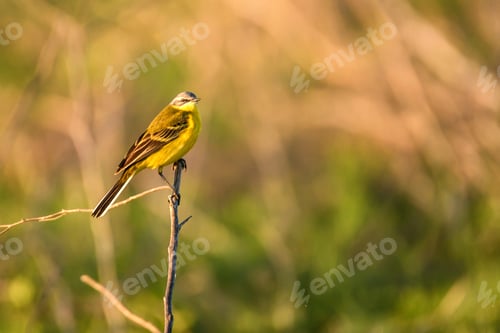 Preview: Western Yellow Wagtail or Motacilla flava on tree