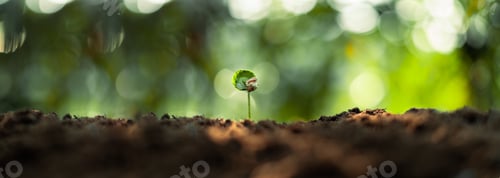 Preview: Growth Trees concept Coffee bean seedlings nature background