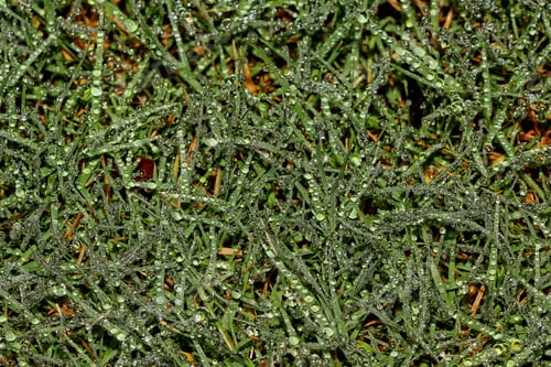 Preview: Dew Drops On Grasses - Close Up Photograph Of Many Dew Droplets On Grass And Other Plants. Filter