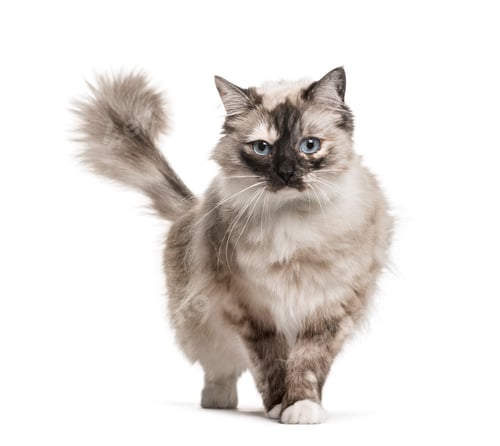 Preview: Ragdoll standing against white background