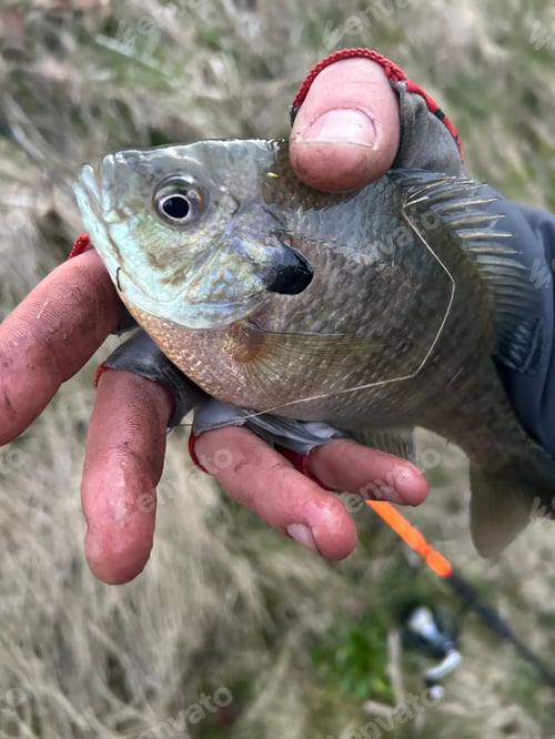 Preview: Person is holding up a freshly caught fish in his hand