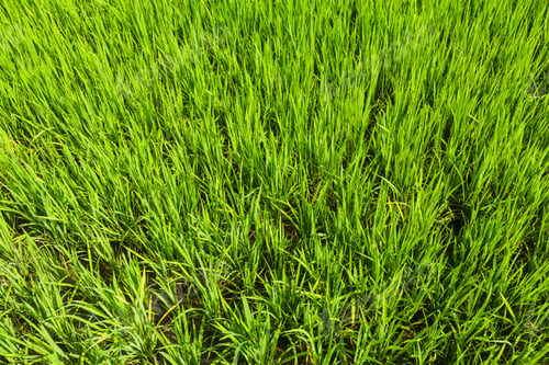 Preview: Rice close up, India