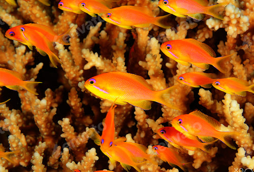 Preview: Colorful sea life underwater, shallow underwater seascape
