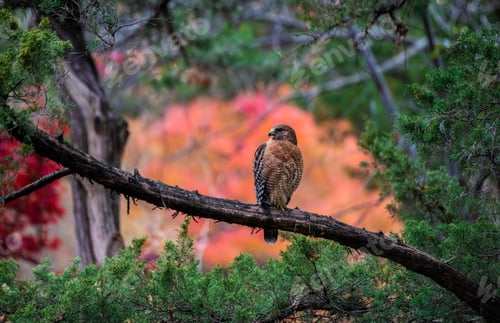 Preview: Close-up shot of a beautiful hawk perched on a tree branch in a lush, green forest