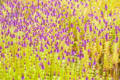 Preview: Beautiful wild flowers in a meadow, Flower background.