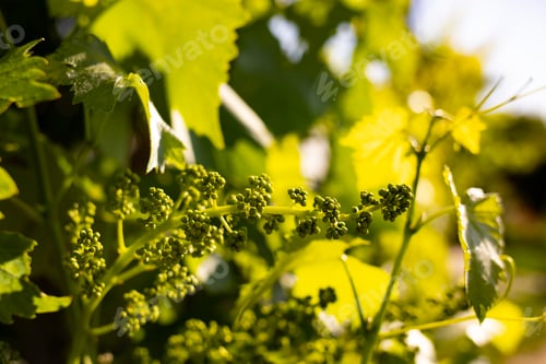 Preview: A young bunch of grapes in the vineyard in spring.
