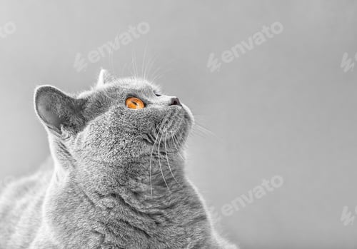 Preview: Muzzle of a beautiful British cat close up
