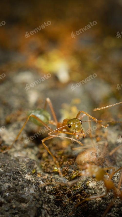 Preview: Anoplolepis gracilipes macro shot