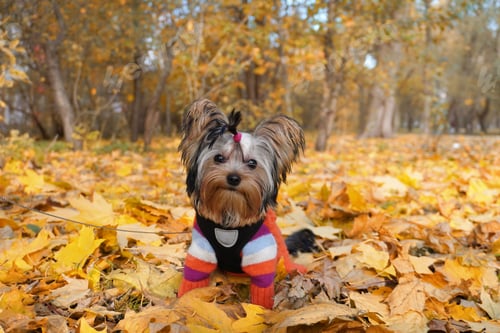 Preview: Cute yorkshire terrier in autumn leaves wearing colorful sweater