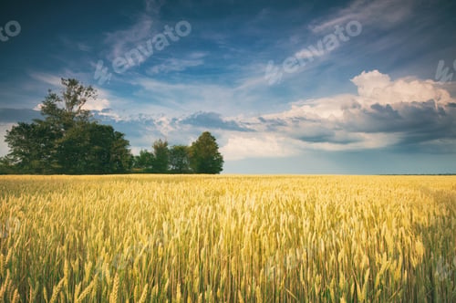 Preview: Golden Field and Beautiful Sky