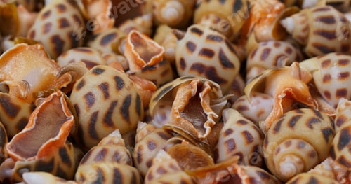 Preview: Close up of raw fresh sea snail