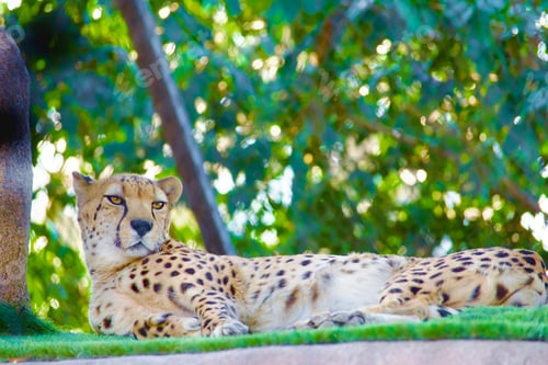 Preview: Cheetahs are the world's fastest land animal capable of reaching speeds up to 70 miles per hour