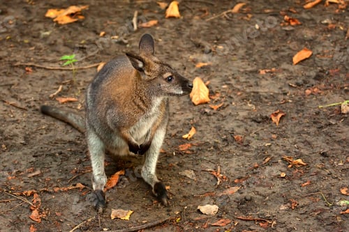 Preview: Bennett's tree-kangaroo ( Dendrolagus bennettianus