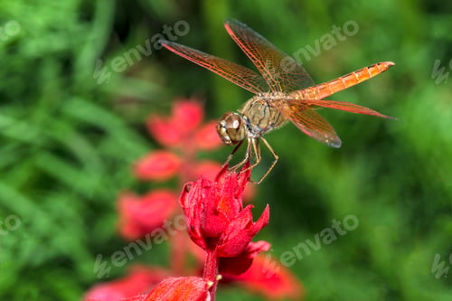 Preview: Dragonfly on red flower in the garden closeup