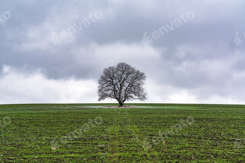 Preview: Lone bare tree on green farm field