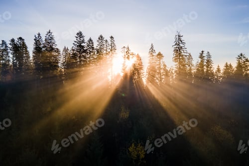 Preview: Dark green pine trees in moody spruce forest with sunrise light rays shining through branches in