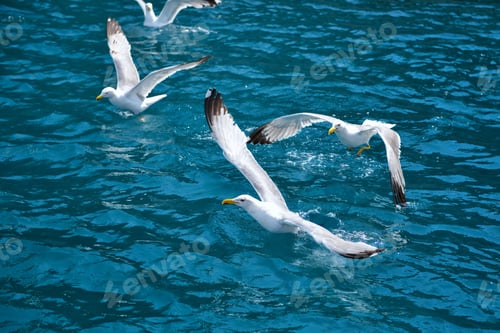 Preview: Seagulls (Larus michahellis) flies over the sea and hunting down fish