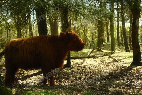 Preview: Yak gazes at a clearing in the forest