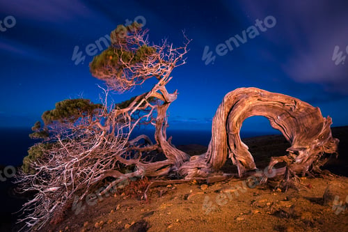 Preview: Amazing tree on hill at night