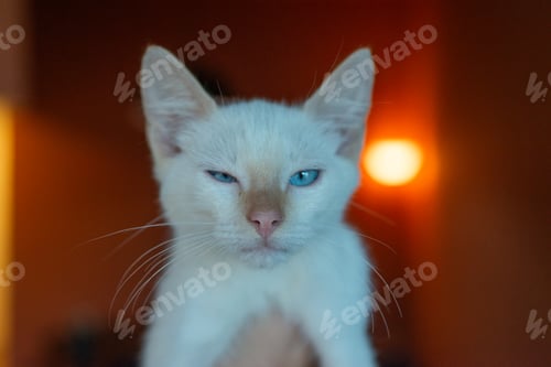Preview: Person holding a curious white kitten with blue eyes.