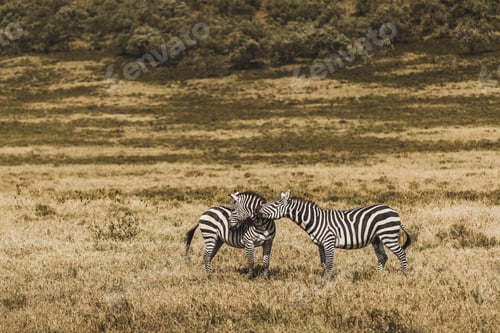 Preview: Couple of zebras in savanna on safari in Kenya national park. Harmony in nature. Love wild animals.
