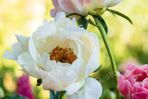 Preview: Peony Coral Charm orange pink peony flower in bloom