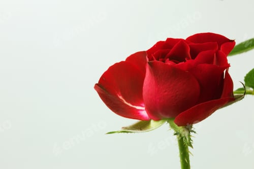 Preview: Red rose flower isolated white