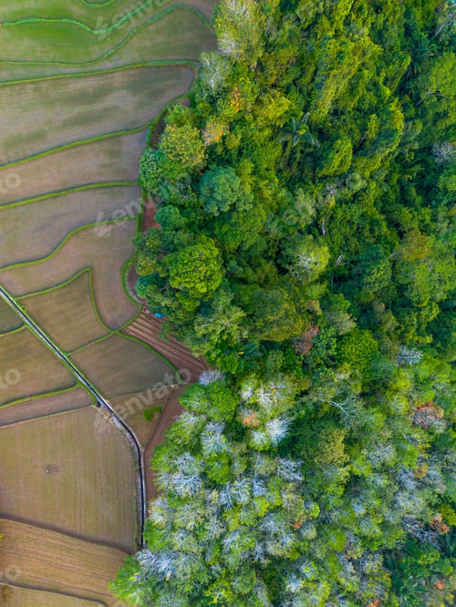 Preview: Beautiful morning view indonesia panorama landscape paddy fields
