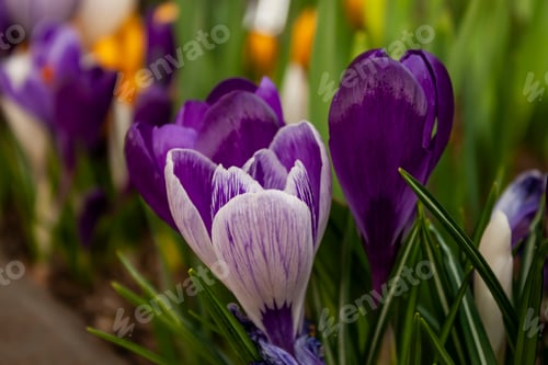 Preview: Tulip flower