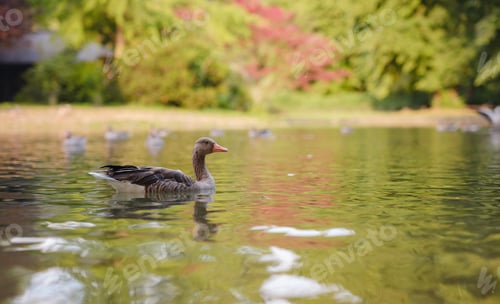 Preview: ducks on pond in Englischer Garten park, Munich