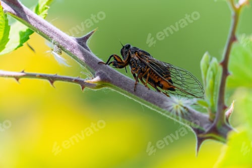 Preview: Insect Cicadidae family of cicadas on tree branch