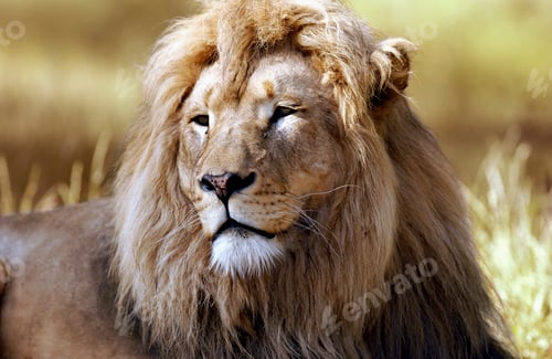 Preview: Lion head close up