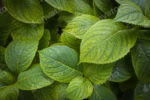 Preview: Hydrangea wallpaper after the rain grungy effects