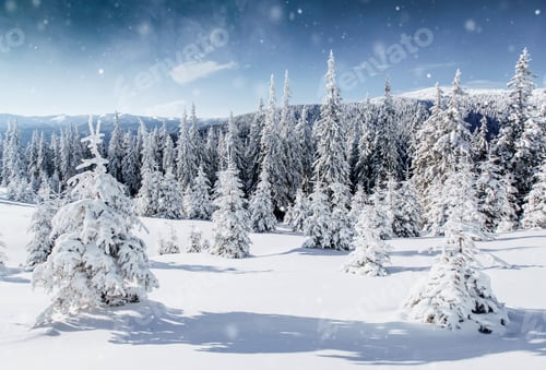 Preview: Winter tree in snow. Carpathian, Ukraine, Europe. Bokeh light effect, soft filter