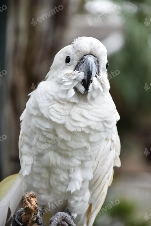 Preview: Cockatoo
