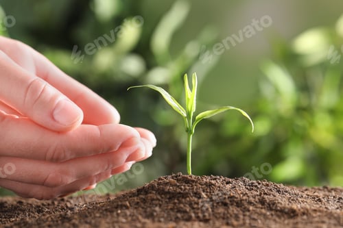 Preview: Woman protecting young green seedling in soil against blurred background, closeup