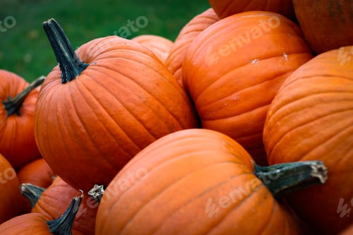 Preview: Pumpkins background.