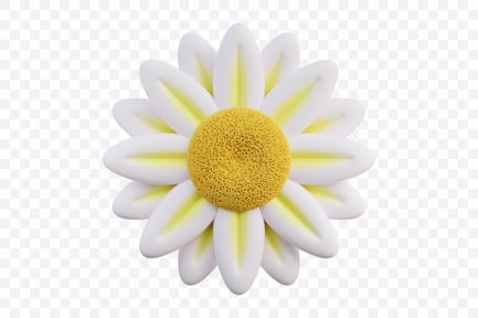 Preview: White Daisy Bloom