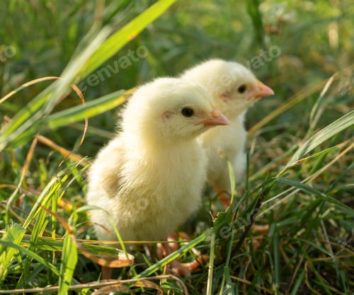 Preview: Two little yellow chickens on fresh green grass