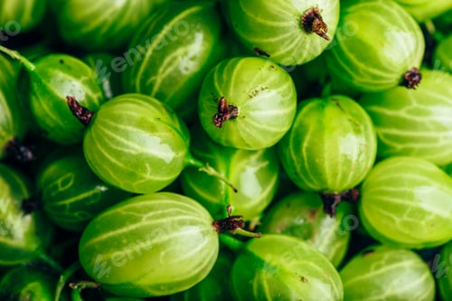 Preview: Background of Ripe and Fresh Gooseberry.