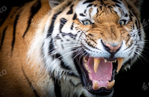 Preview: Portrait of an angry Siberian tiger with an open mouth