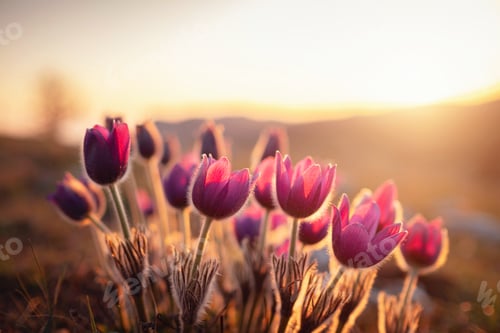 Preview: Early sign of spring.