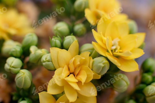 Preview: Backdrop of roses. Flowers wall background