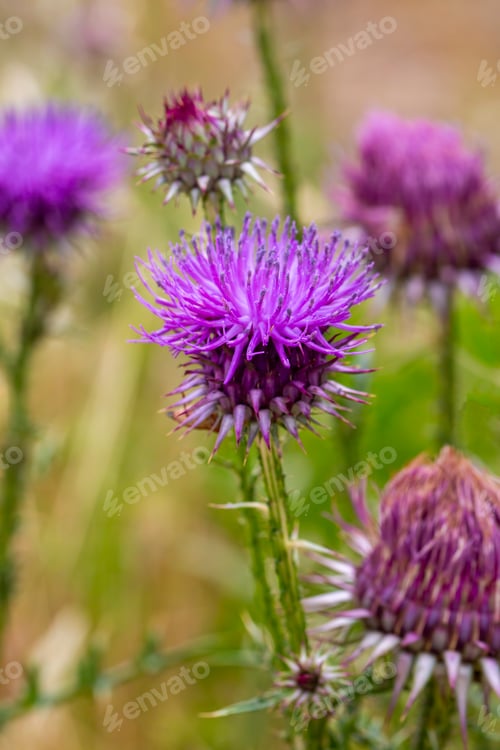 Preview: Scientific name; Carduus crispus or Carduus acanthoides