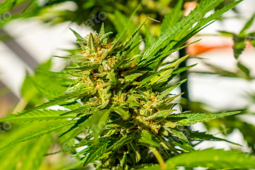 Preview: Macro photographs of marijuana buds surrounded by leaves. The medicinal cannabis plant seen up close